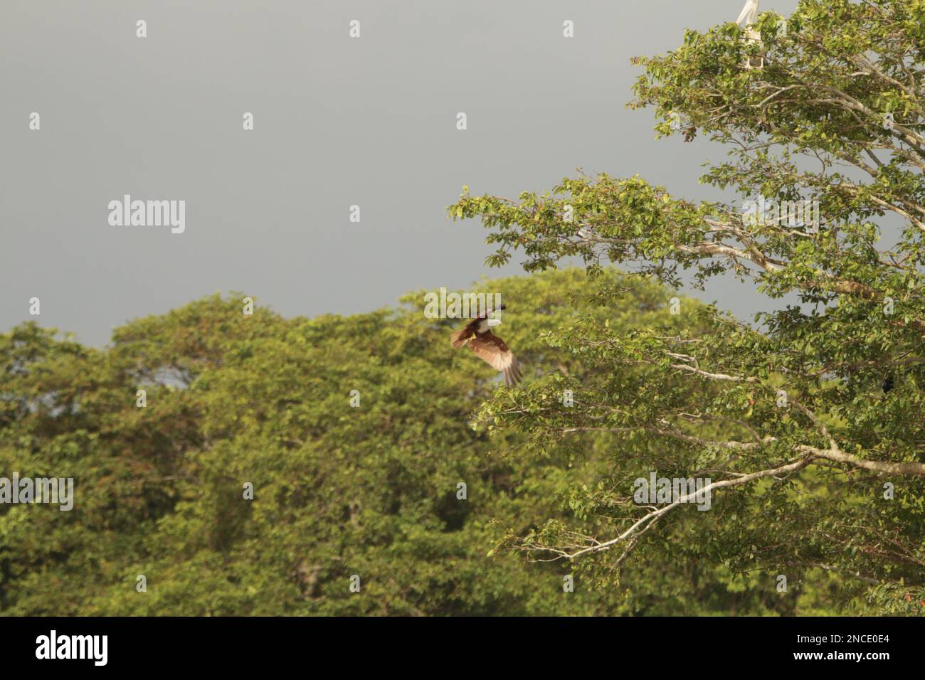 Sri Lankan Bird dans la nature.visitez le Sri Lanka. Banque D'Images