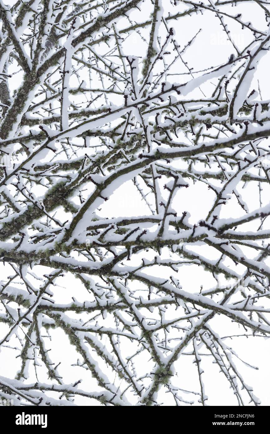 Gros plan des branches d'un cerisier recouvert de neige. Banque D'Images