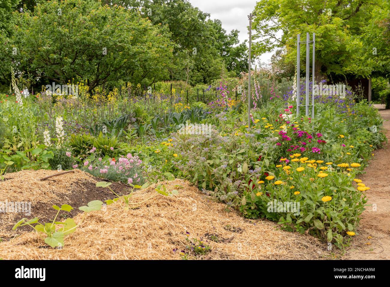 Un potager vibrant avec un mélange coloré de fleurs et de légumes Banque D'Images
