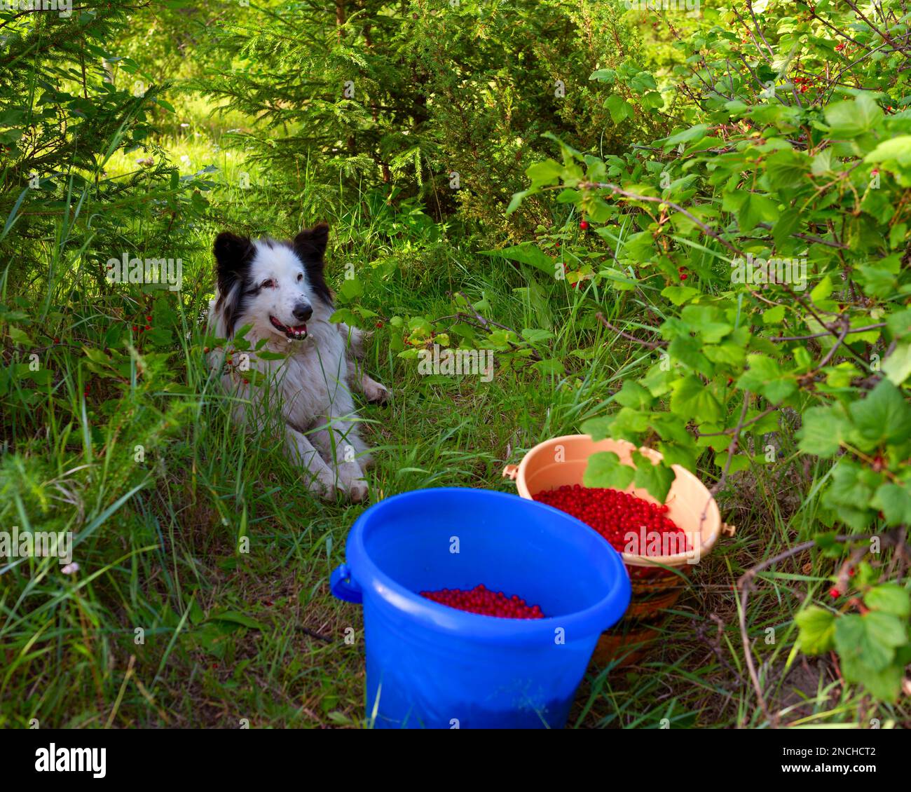 Un vieux chien blanc de la race Yakut Laika est souriant à côté de seaux avec baies dans l'herbe dans la forêt d'été. Banque D'Images