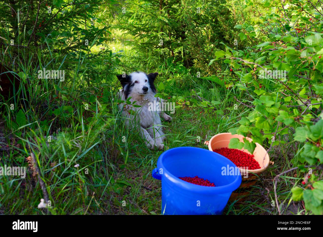 Un vieux chien blanc de la race Yakut Laika est souriant à côté de seaux de baies dans l'herbe verte de la forêt en été sur un vif Banque D'Images