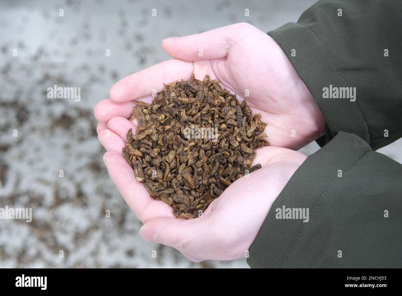 Pegau, Allemagne. 14th févr. 2023. Les larves mortes du soldat noir volent pour nourrir les animaux dans la ferme d'insectes « Made by Made ». La ferme reproduit les larves de mouches comme alimentation animale et pour la production d'engrais végétal. (Pour 'les éleveurs de mouches de Leipzig: Pas d'alternative à manger des insectes') Credit: Sebastian Willnow/dpa/Alamy Live News Banque D'Images