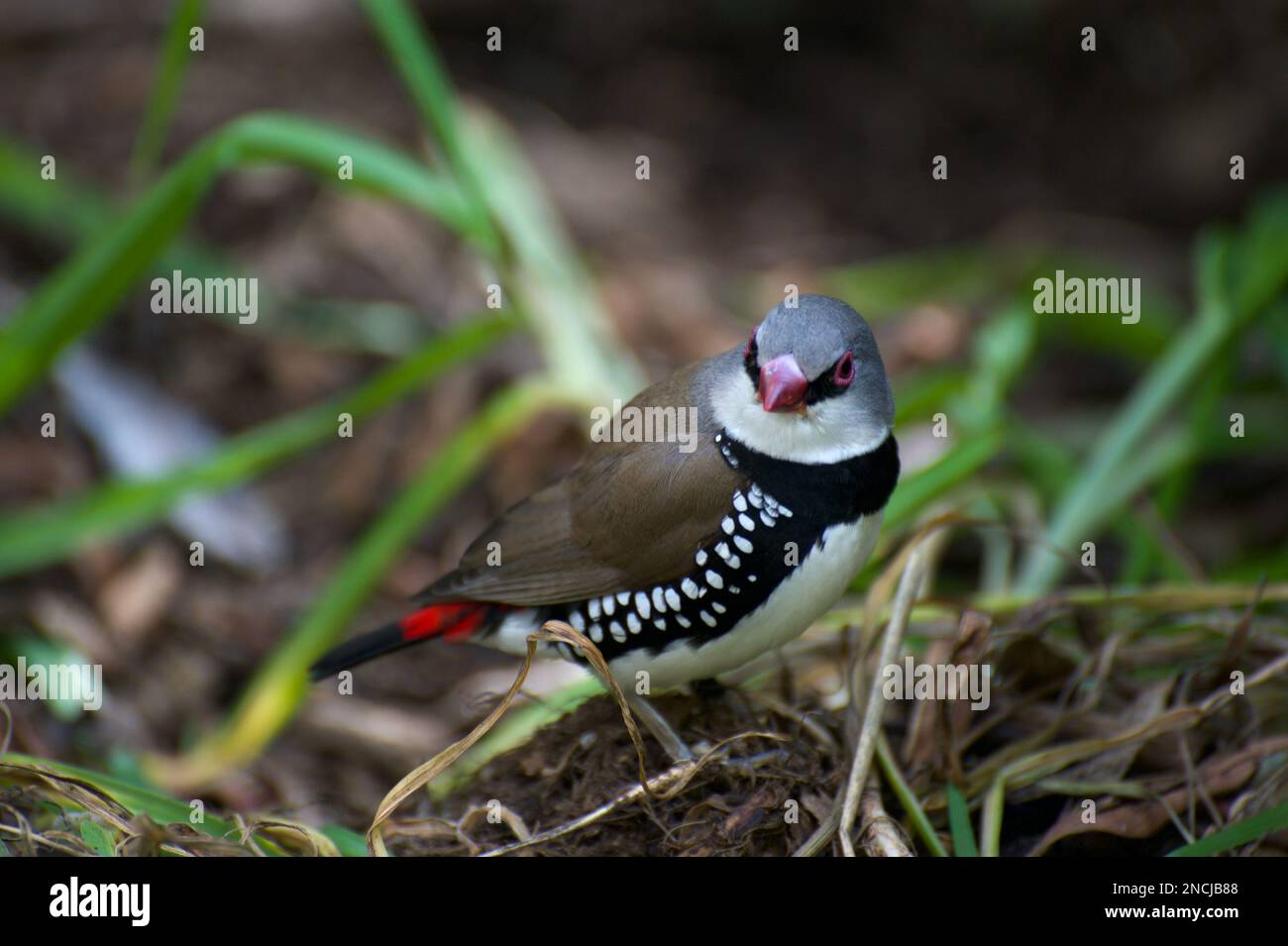 Les Finches diamantées FiRetail (Stagonopleura guttata) sont assez communes dans les bois de Victoria et de NSW, en Australie - sauf dans la région de Melbourne. Banque D'Images