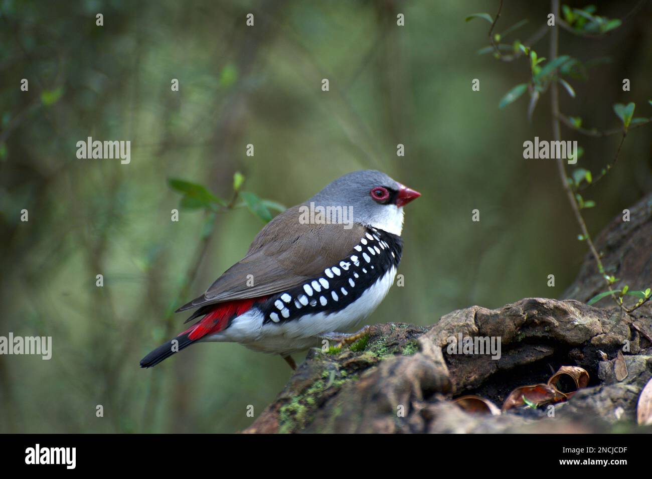 Les Finches diamantées FiRetail (Stagonopleura guttata) sont assez communes dans les bois de Victoria et de NSW, en Australie - sauf dans la région de Melbourne. Banque D'Images