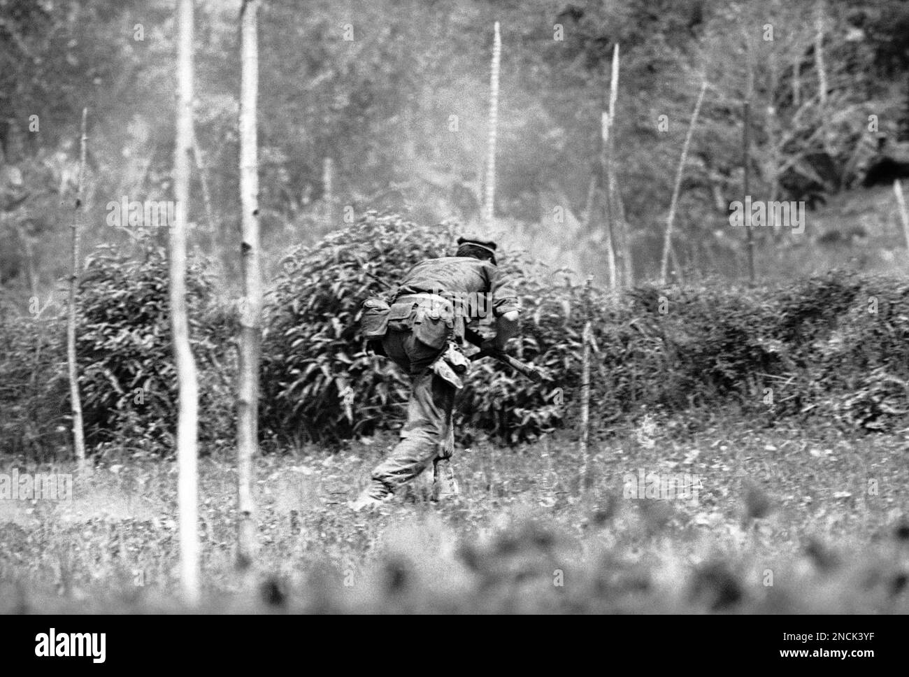 An exchange of fire develops between a U.S. Marine scout from the 3rd Reconnaissance Battalion and a Viet Cong sniper amidst helicopter punji stakes sharpened bamboo stakes placed in a clearing by the Viet Cong to prevent helicopters from landing April 22, 1965. The Marine got the sniler minutes later. (AP Photo/Eddie Adams) Banque D'Images