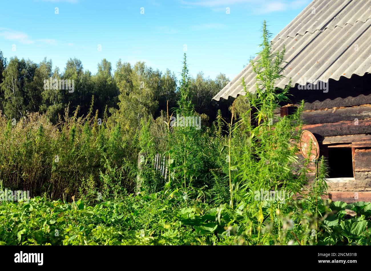 De grands buissons verts de cannabis sauvage Ruderalis dans le jardin du village de Sibérie russe poussent sur le fond de la grange en bois Banque D'Images
