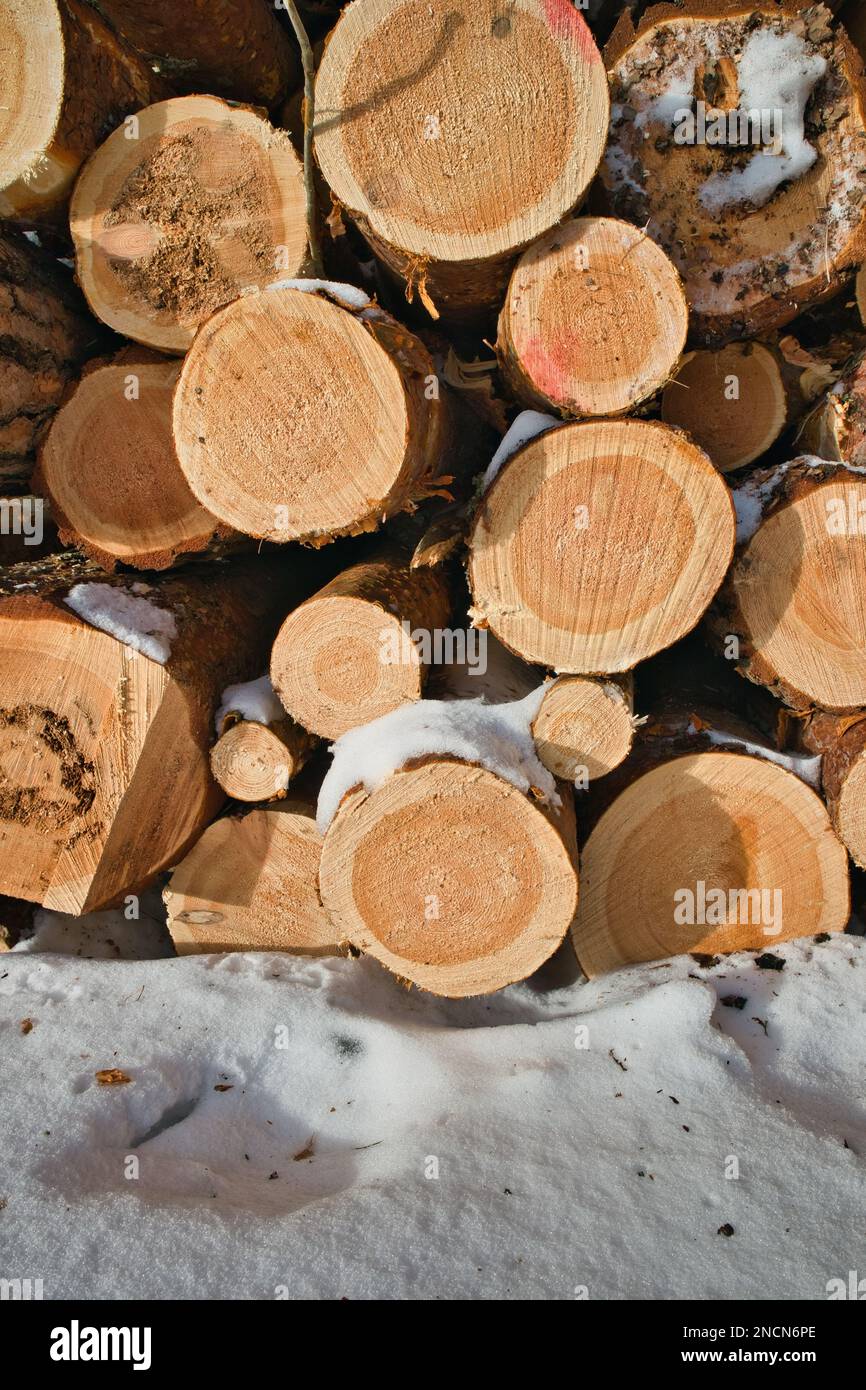 Pile de troncs de bois de pin en hiver Banque D'Images