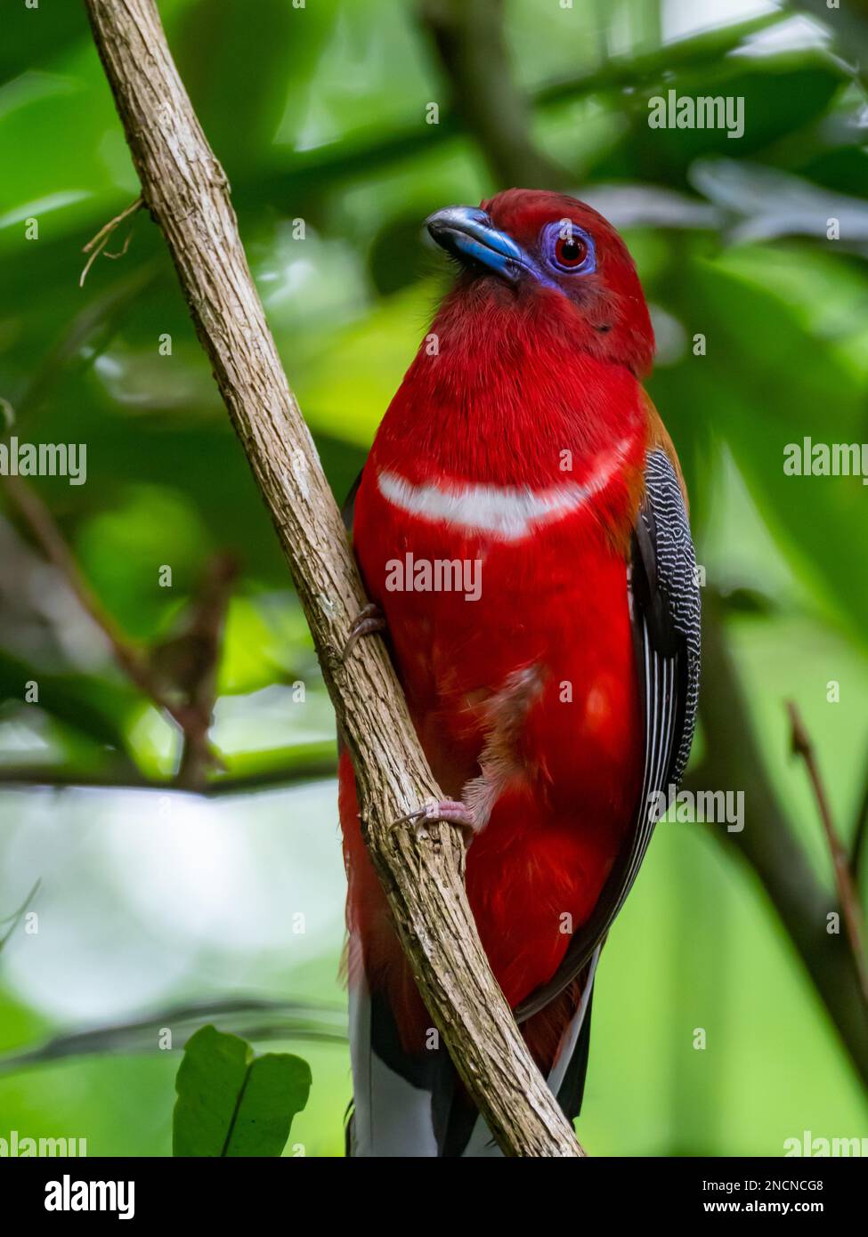 trogon à tête rouge, Harpactes erythrocephalus, un oiseau magnifique en Thaïlande Banque D'Images
