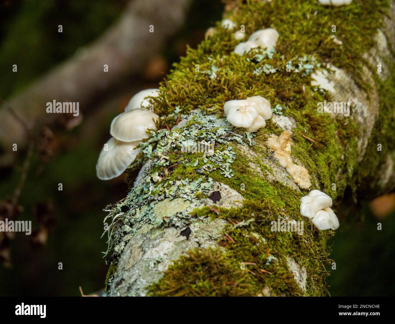 Un gros plan d'une branche recouverte de mousse, ornée de plusieurs champignons Banque D'Images