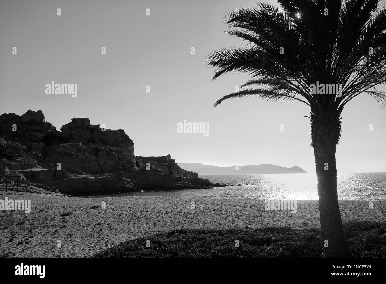 Vue sur un magnifique palmier à la plage de Sapounohoma dans iOS Grèce en noir et blanc Banque D'Images