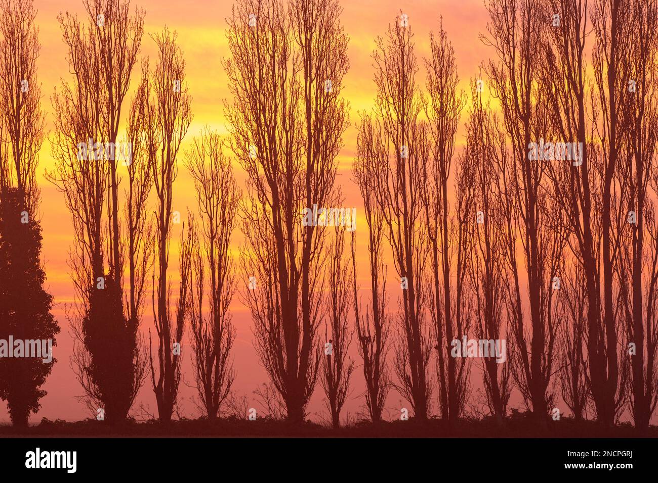 Scène de l'aube brumeuse dans la campagne du Kent. Gros plan d'une rangée de peupliers sans feuilles en hiver avec une brume matinale fournissant une lumière diffuse douce sur un fond de ciel jaune strié et orange terne. Banque D'Images