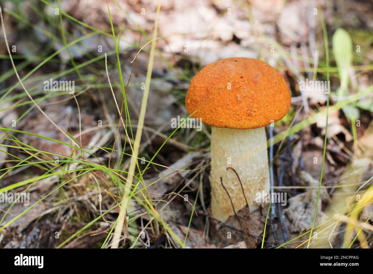 Le boletus de champignons, avec un chapeau rouge et une jambe blanche,  pousse dans l'herbe dans les feuilles mortes le jour de l'automne Photo  Stock - Alamy