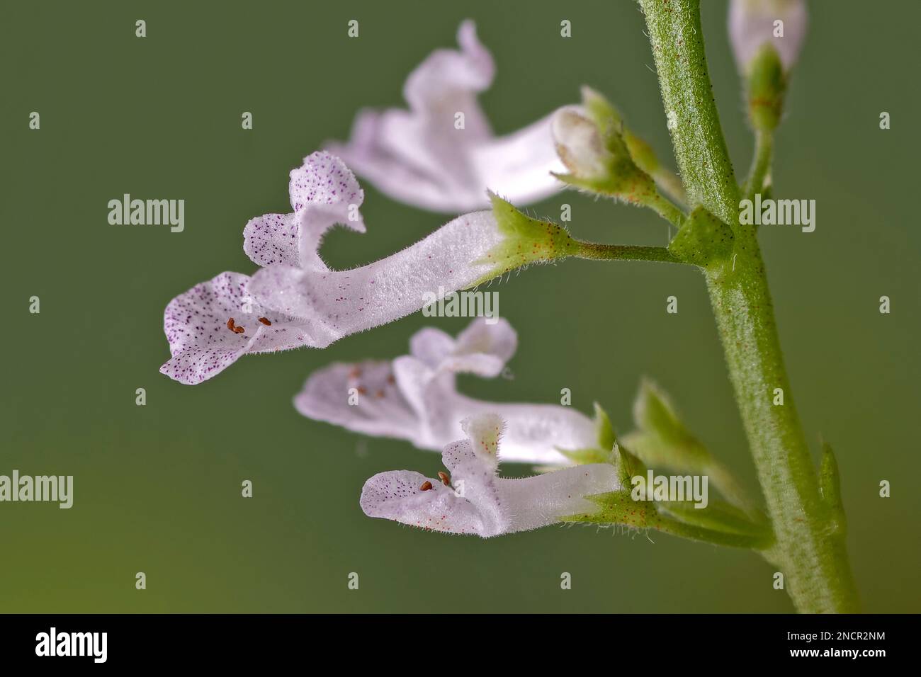 Plectranthus verticillatus. Banque D'Images