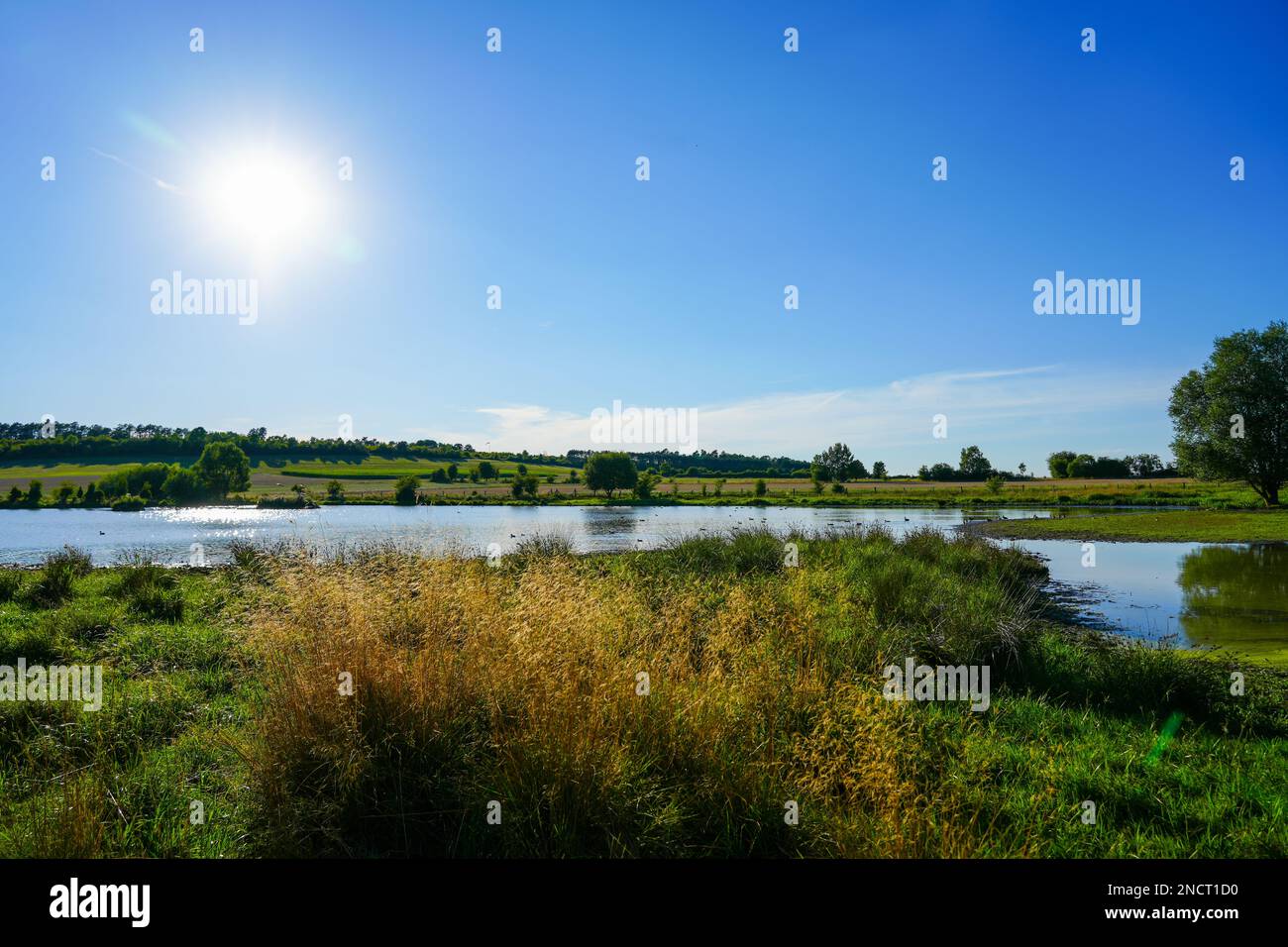 Réserve naturelle de Glockenborn dans le quartier de Bründersen près de Wolfhagen. Paysage avec prairies humides et petits étangs. Banque D'Images