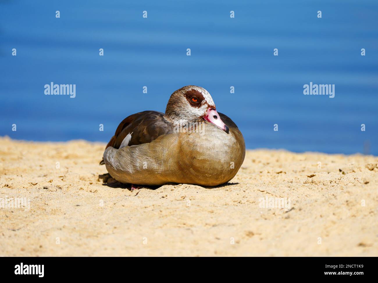 L'oie égyptienne repose sur un sol sablonneux à la banque. Oiseau d'eau au lac. Alopochen aegyptiaca. Banque D'Images