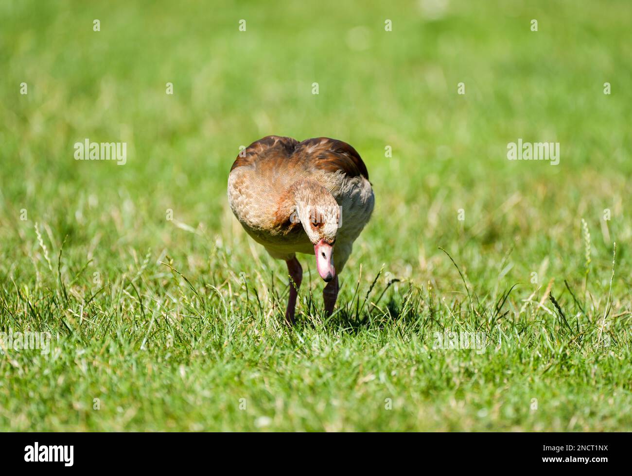 Oie égyptienne sur un pré. Alopochen aegyptiaca. Oiseau sauvage dans l'environnement naturel. Banque D'Images