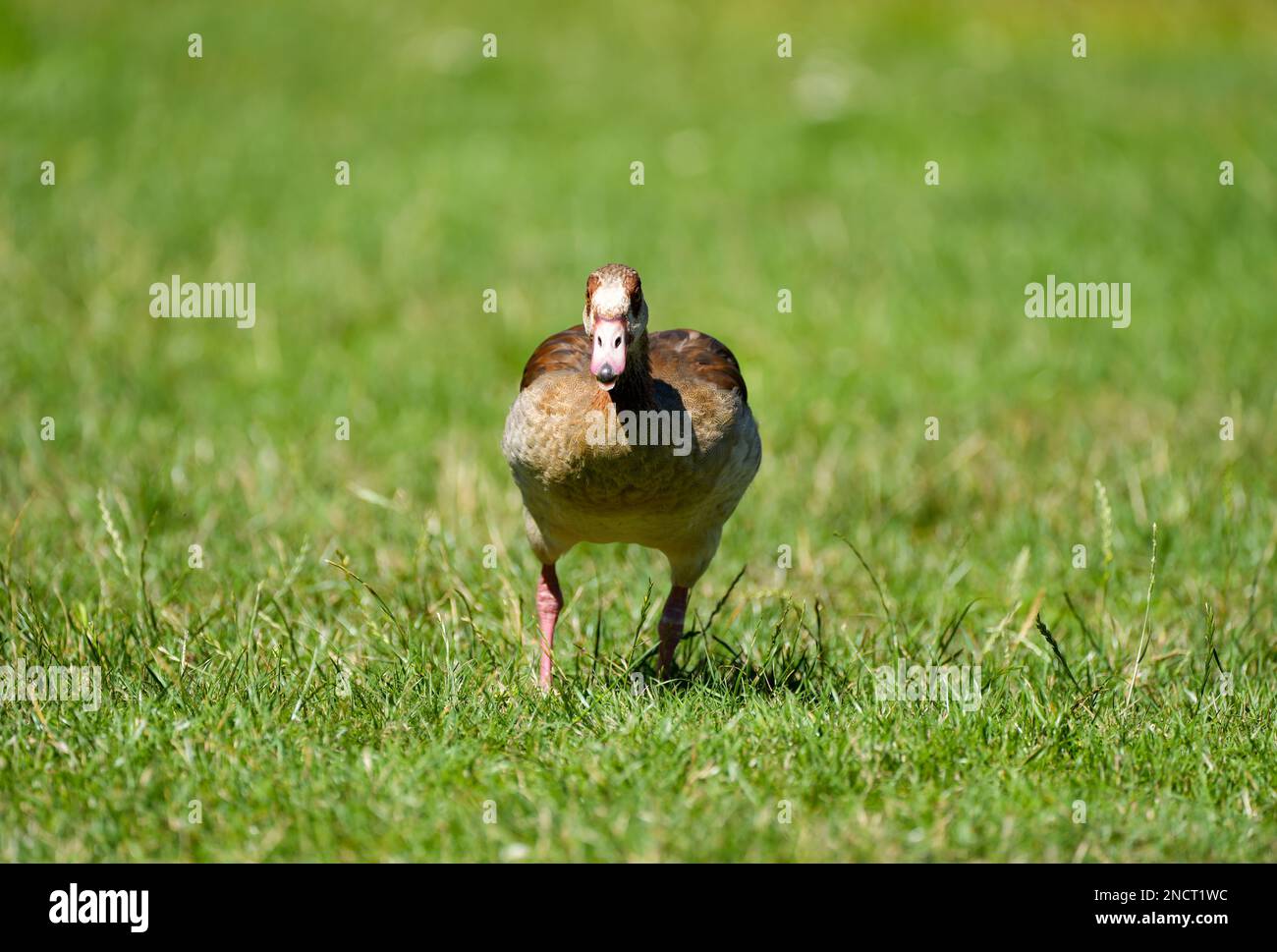 Oie égyptienne sur un pré. Alopochen aegyptiaca. Oiseau sauvage dans l'environnement naturel. Banque D'Images
