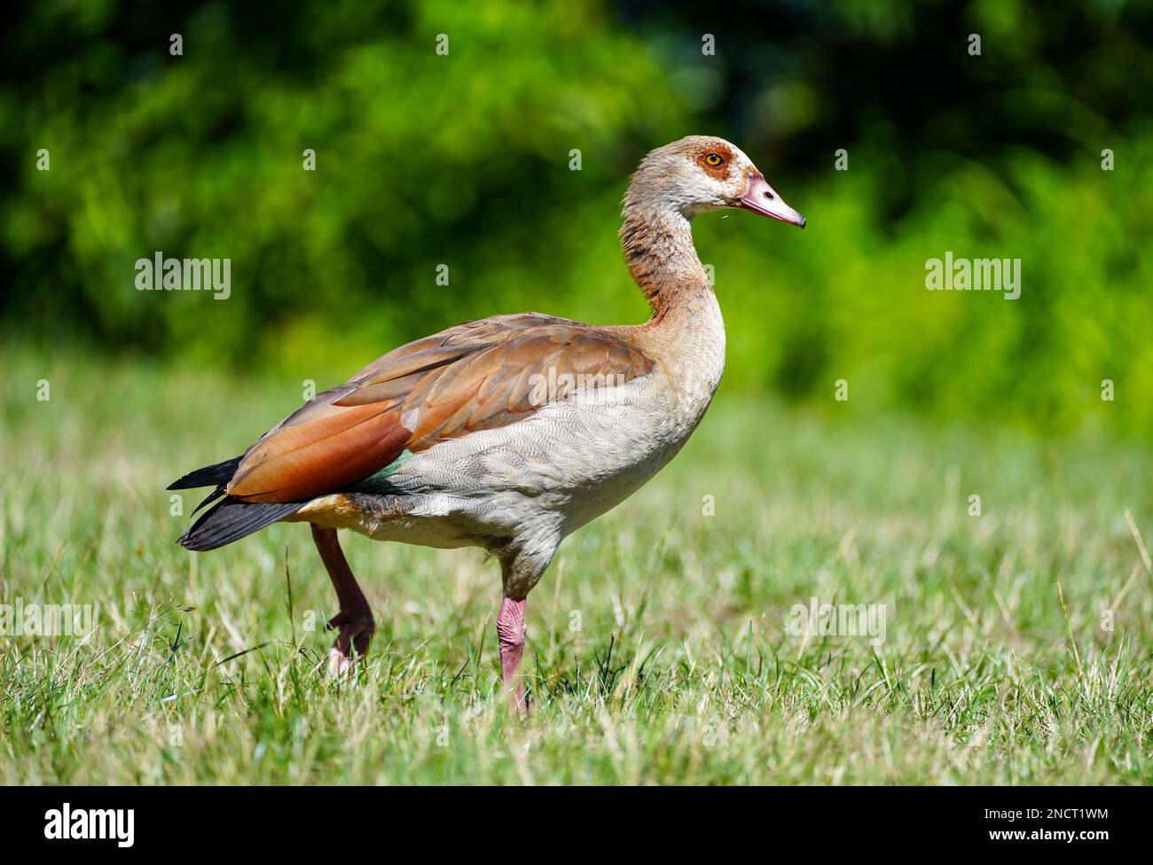 Oie égyptienne sur un pré. Alopochen aegyptiaca. Oiseau sauvage dans l'environnement naturel. Banque D'Images