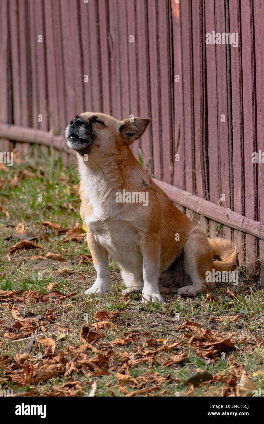 Un cliché vertical d'un adorable chien de dingue assis à la clôture et en profitant de la lumière du soleil Banque D'Images