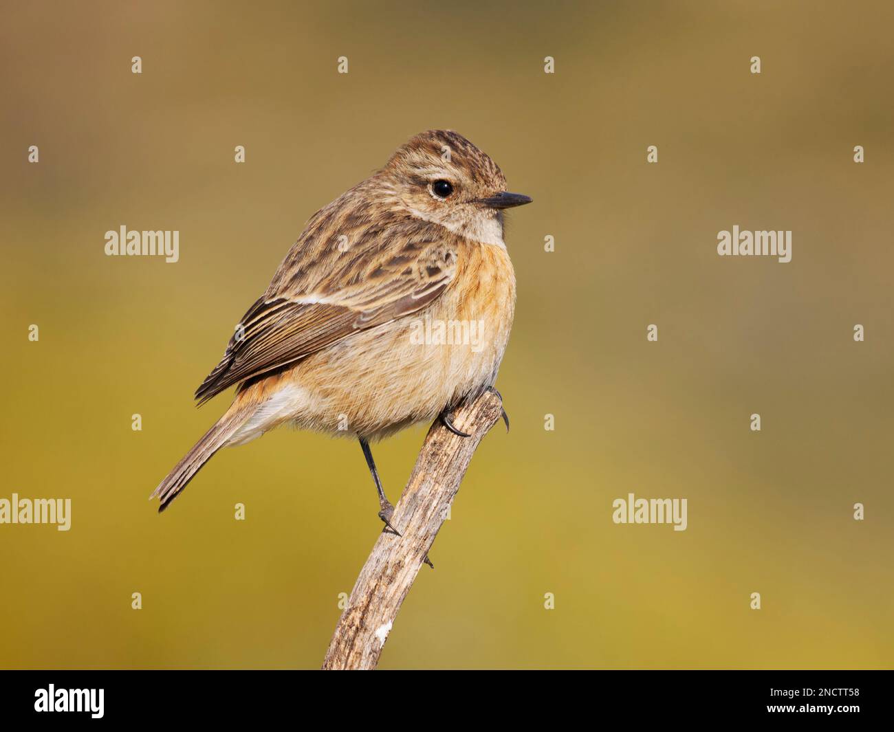 Stonechat - femelle Saxicola rubicola Valencia, Espagne BI035289 Banque D'Images