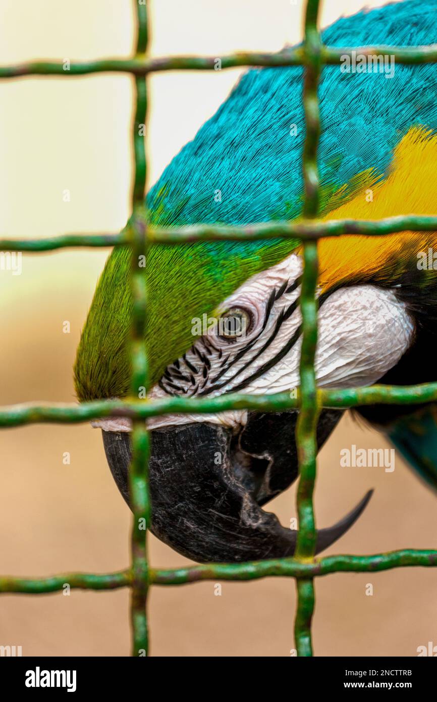 Un gros plan vertical d'une Macaw colorée avec un bec incurvé capturé dans la cage Banque D'Images