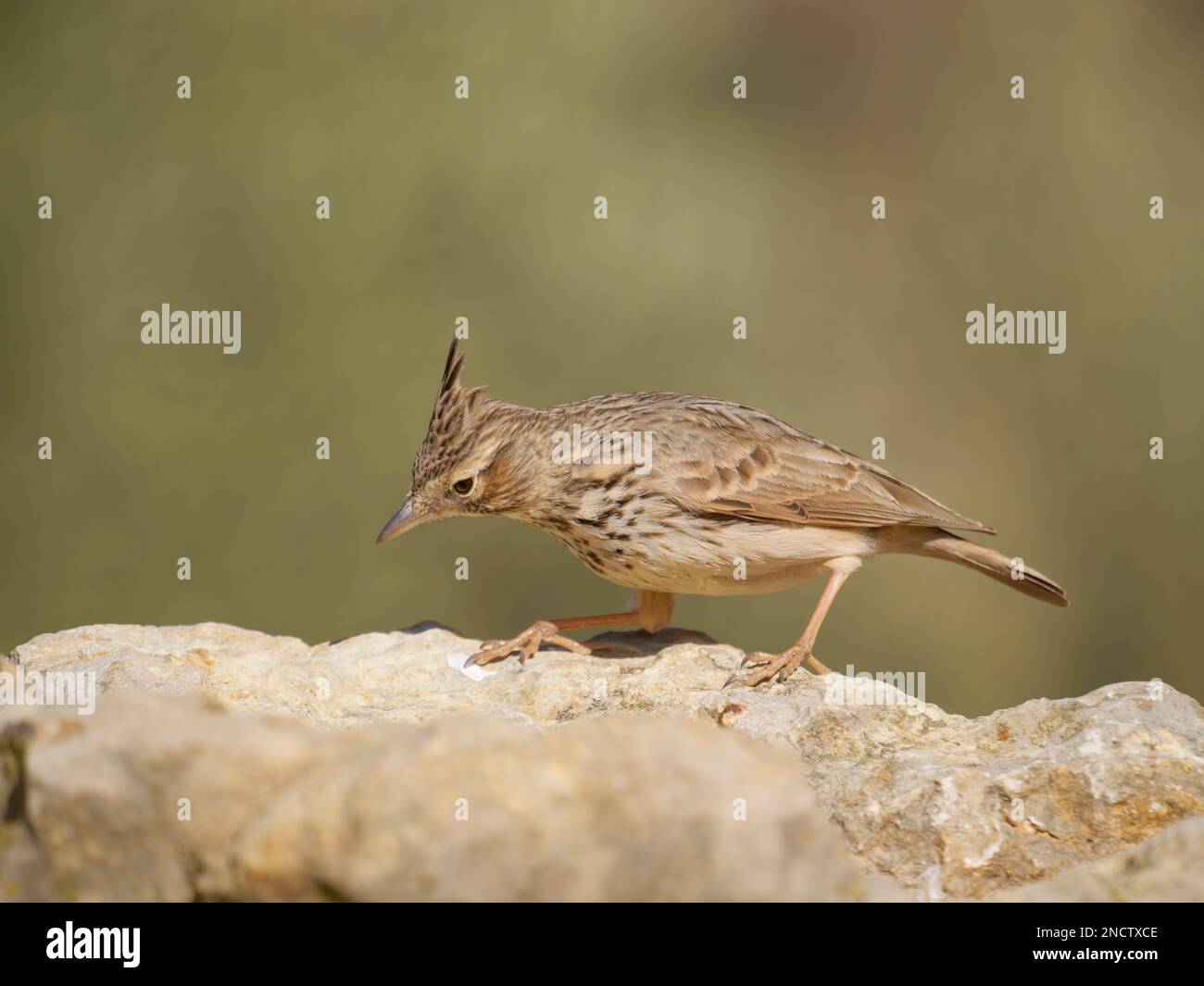 Lark crénaid Galerida cristata Valencia, Espagne BI035333 Banque D'Images
