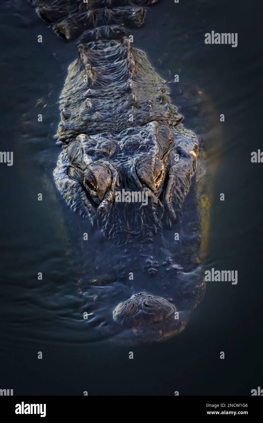 Alligator américain (Alligator mississippiensis) gros plan en eau sombre, vu d'en haut, réserve nationale de Big Cypress, Floride États-Unis. Banque D'Images