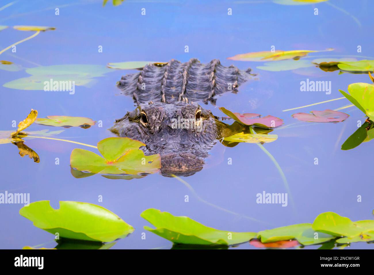 Alligator américain (Alligator mississippiensis) se cachant dans l'eau entre les plantes lilly, regardant la caméra, parc national des Everglades, Floride, United Sta Banque D'Images