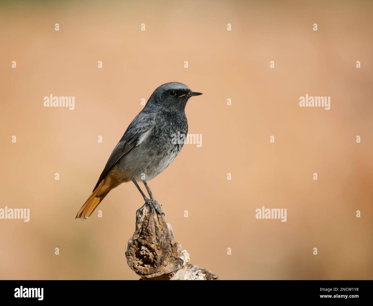 Black Redstart - mâle Phoenicurus ochruros Valencia, Espagne BI035529 Banque D'Images