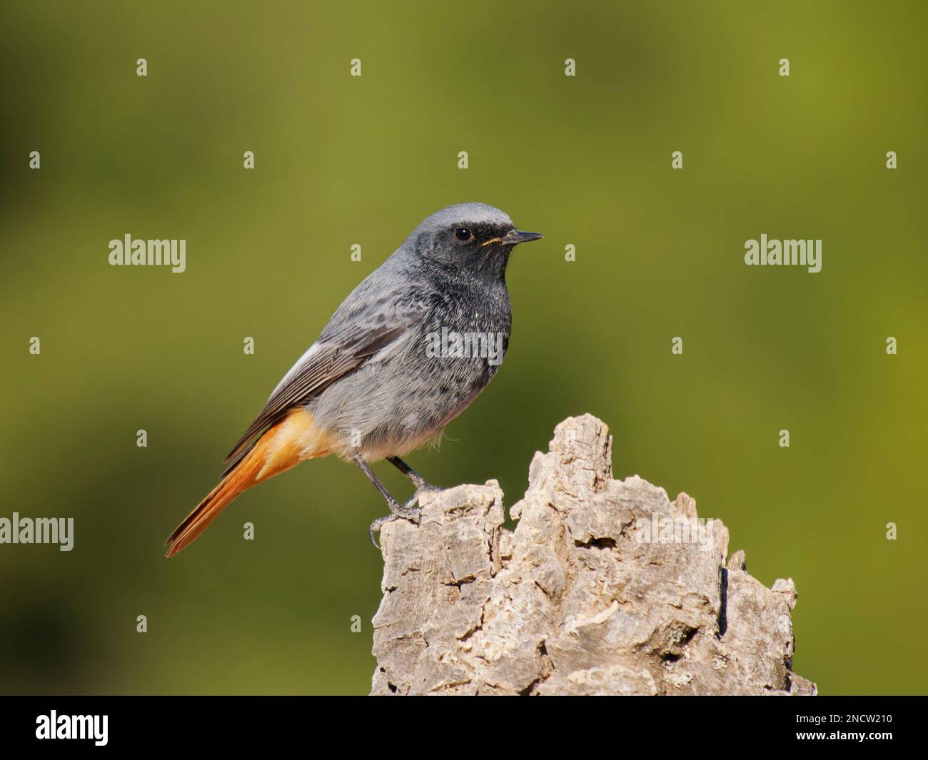 Black Redstart - mâle Phoenicurus ochruros Valencia, Espagne BI035531 Banque D'Images