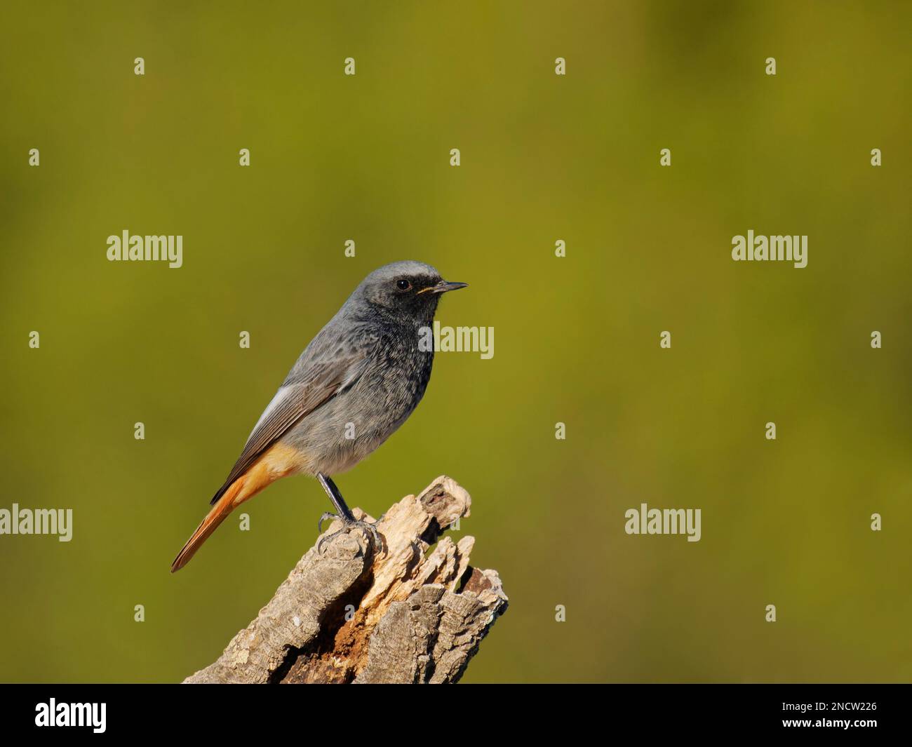 Black Redstart - mâle Phoenicurus ochruros Valencia, Espagne BI035539 Banque D'Images