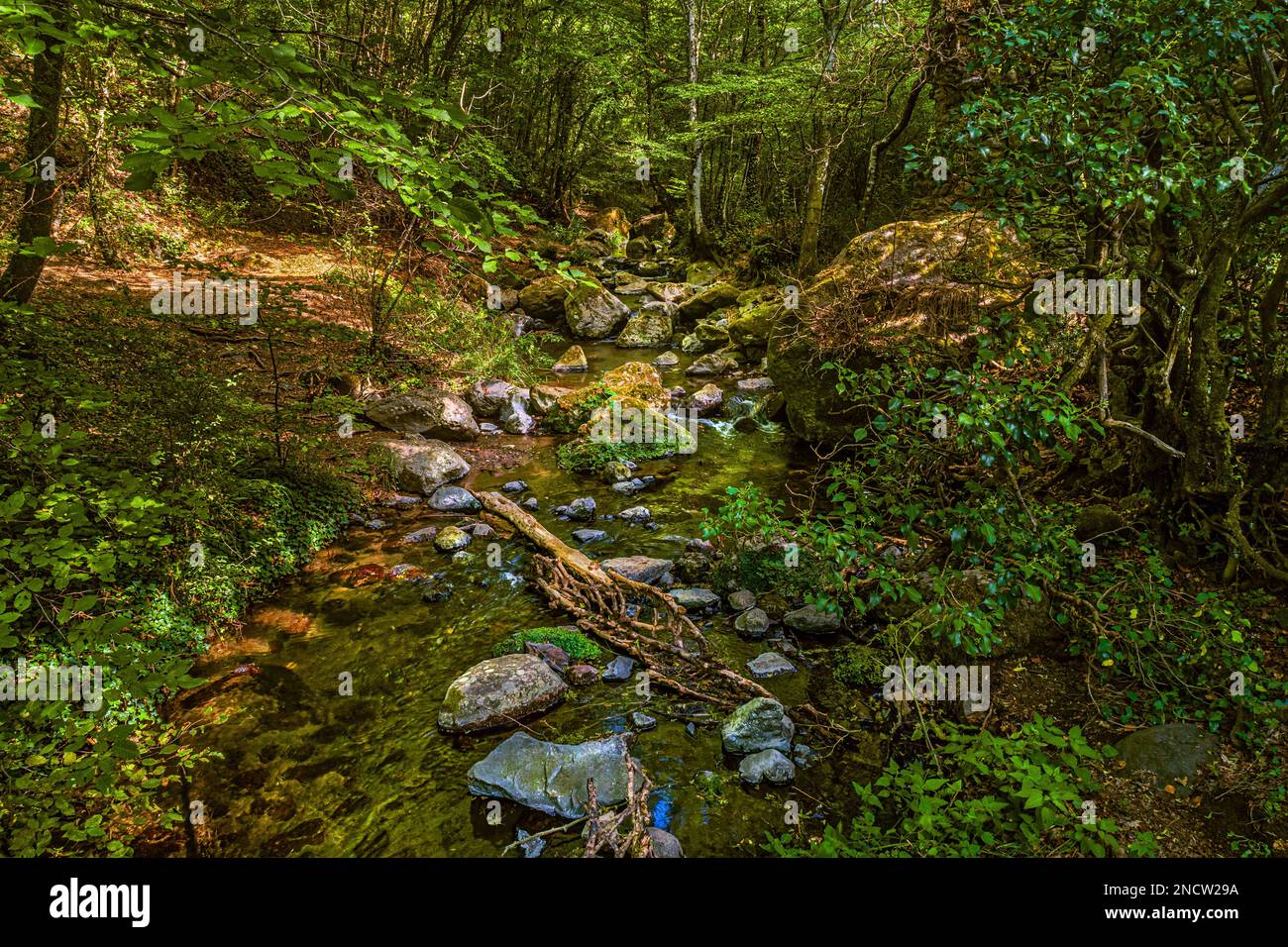 Petit saut d'eau d'un ruisseau de montagne entre des roches vertes et des feuilles jaunes d'automne dans la forêt en novembre Abruzzo, Italie, Europe Banque D'Images
