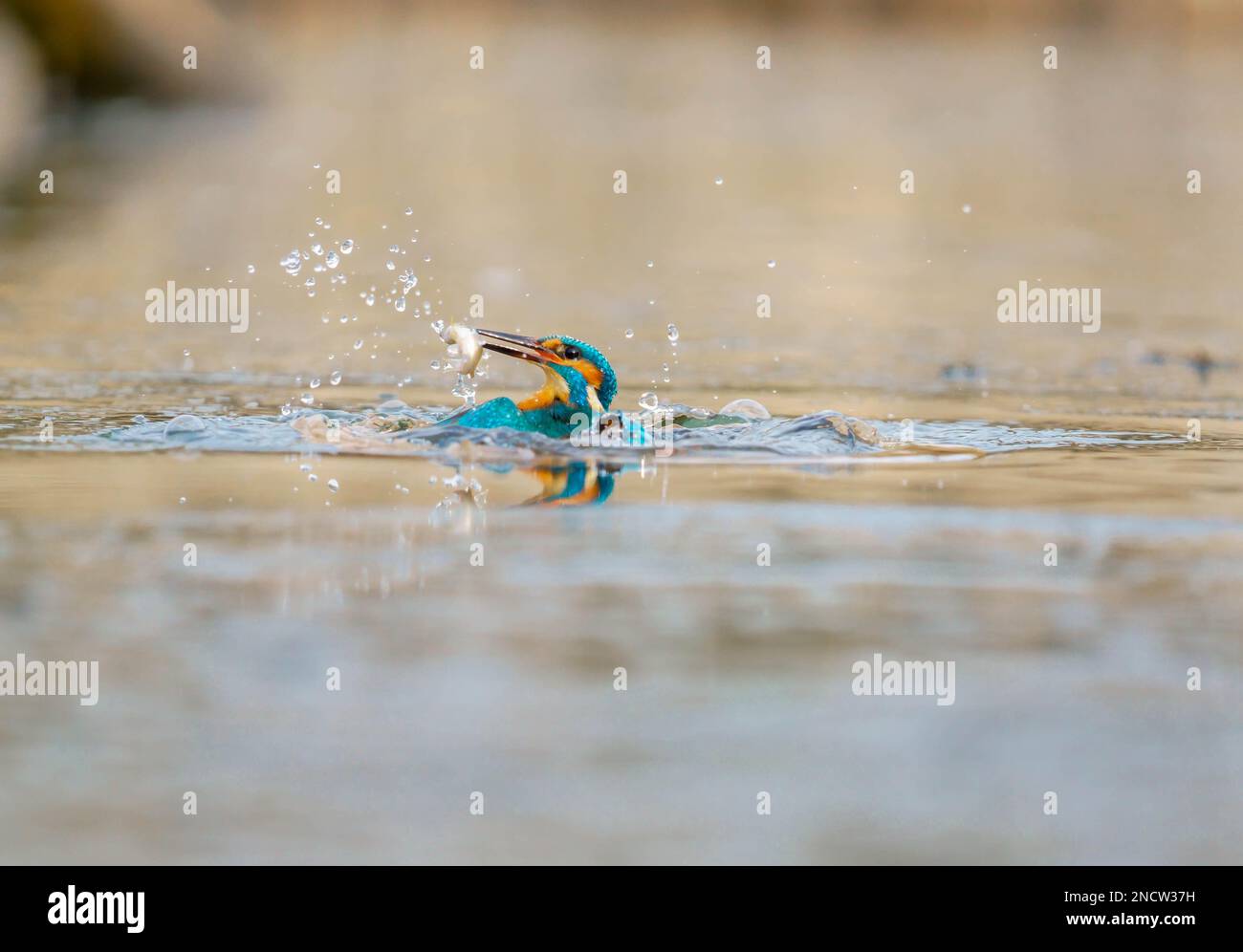 Kingfisher mâle adulte (Alcedo atthis) émergeant du lac avec sa prise, Stamford Lincolnshire UK. Janvier 2023 Banque D'Images