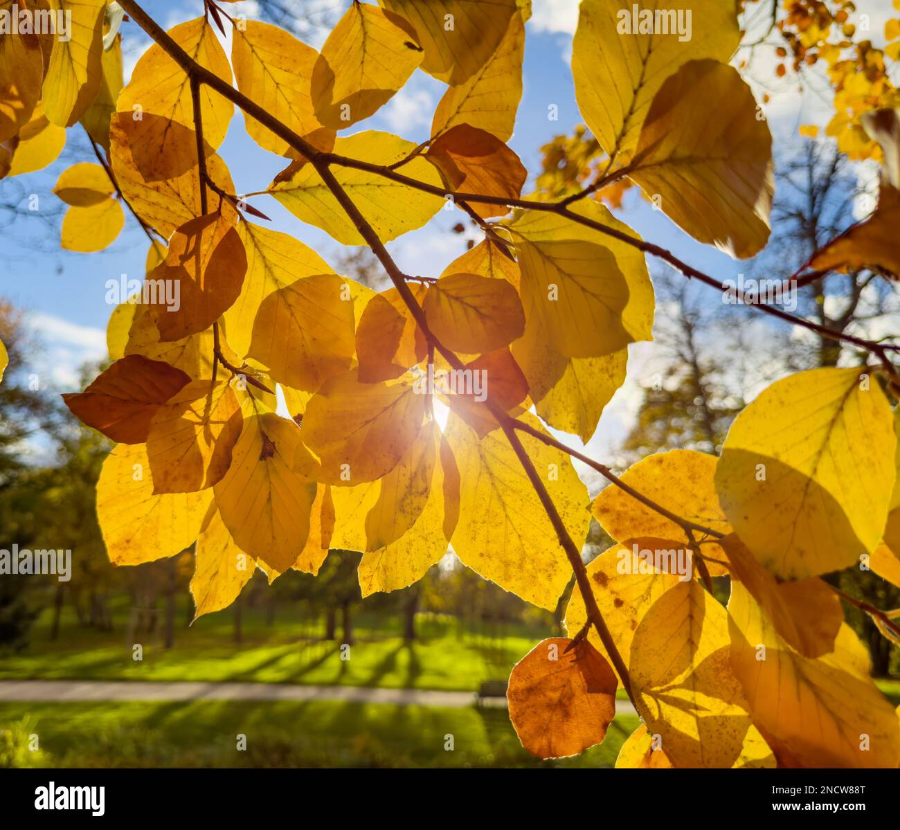 L'arbre orange laisse de près avec la lumière du soleil briller derrière Banque D'Images