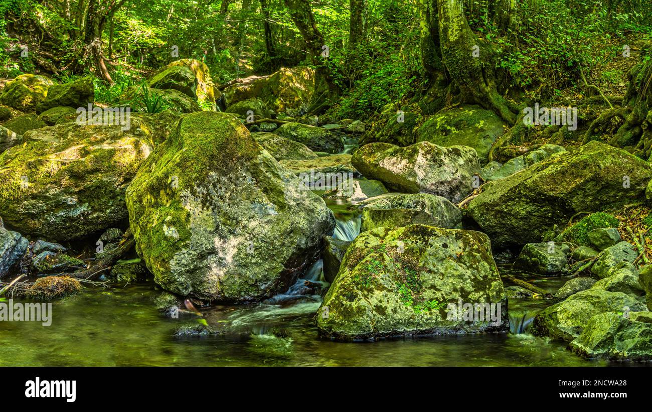 Petit saut d'eau d'un ruisseau de montagne entre des roches vertes et des feuilles jaunes d'automne dans la forêt en novembre Abruzzo, Italie, Europe Banque D'Images