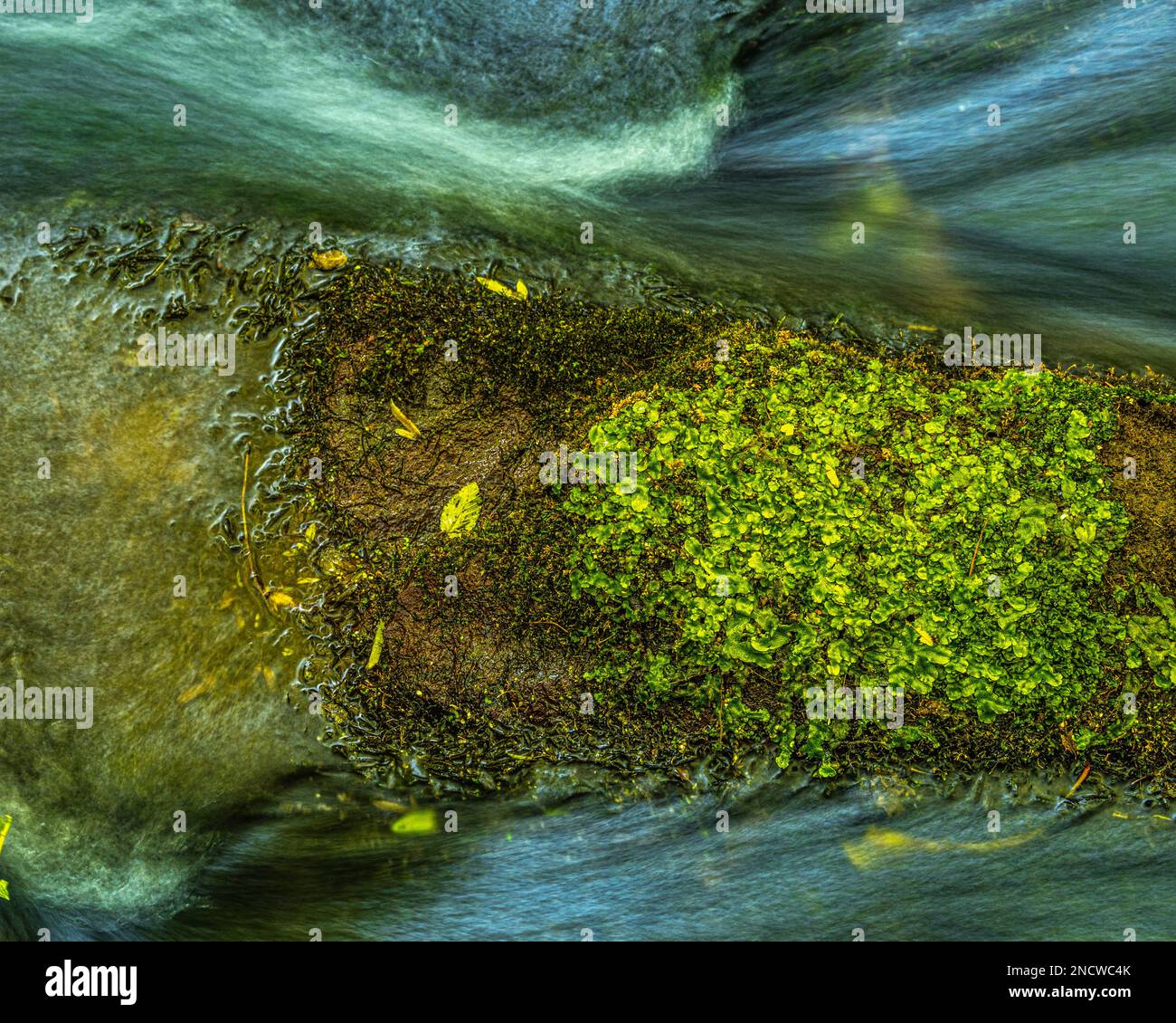La mousse verte couvre une roche humide entre le flux de deux ruisseaux d'eau dans un torrent. Latium, Italie, Europe Banque D'Images