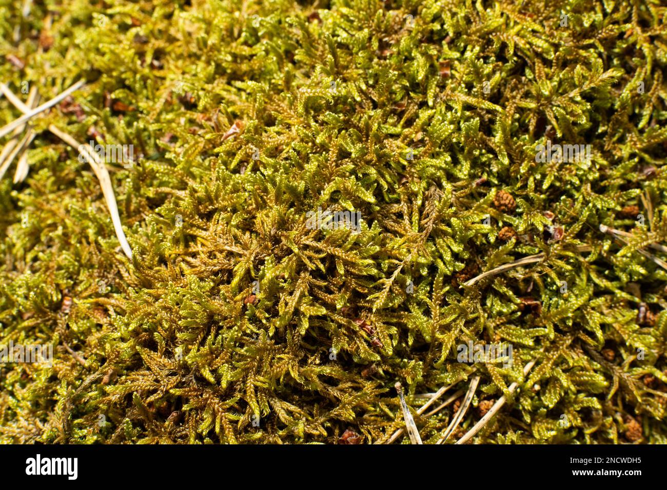 Un gros plan de Hypnum cupressiforme, de la plaitmousse à feuilles de cyprès ou de la mousse d'hypnum. Banque D'Images Un gros plan de Hypnum cupressiforme, de la plaitmousse à feuilles de cyprès ou de la mousse d'hypnum. Banque D'Images