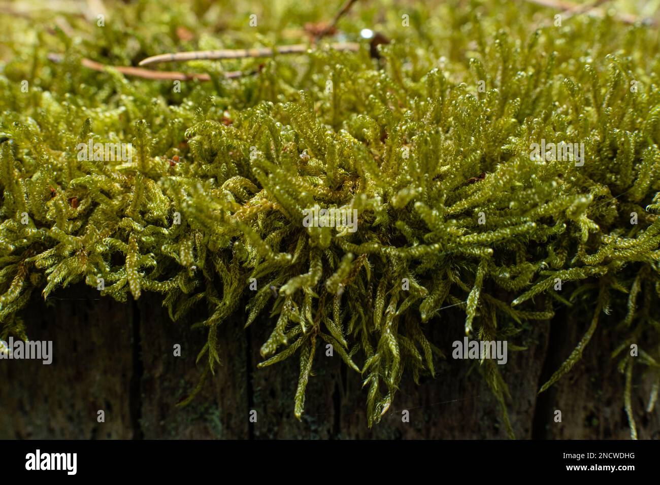Un gros plan de Hypnum cupressiforme, de la plaitmousse à feuilles de cyprès ou de la mousse d'hypnum. Banque D'Images Un gros plan de Hypnum cupressiforme, de la plaitmousse à feuilles de cyprès ou de la mousse d'hypnum. Banque D'Images