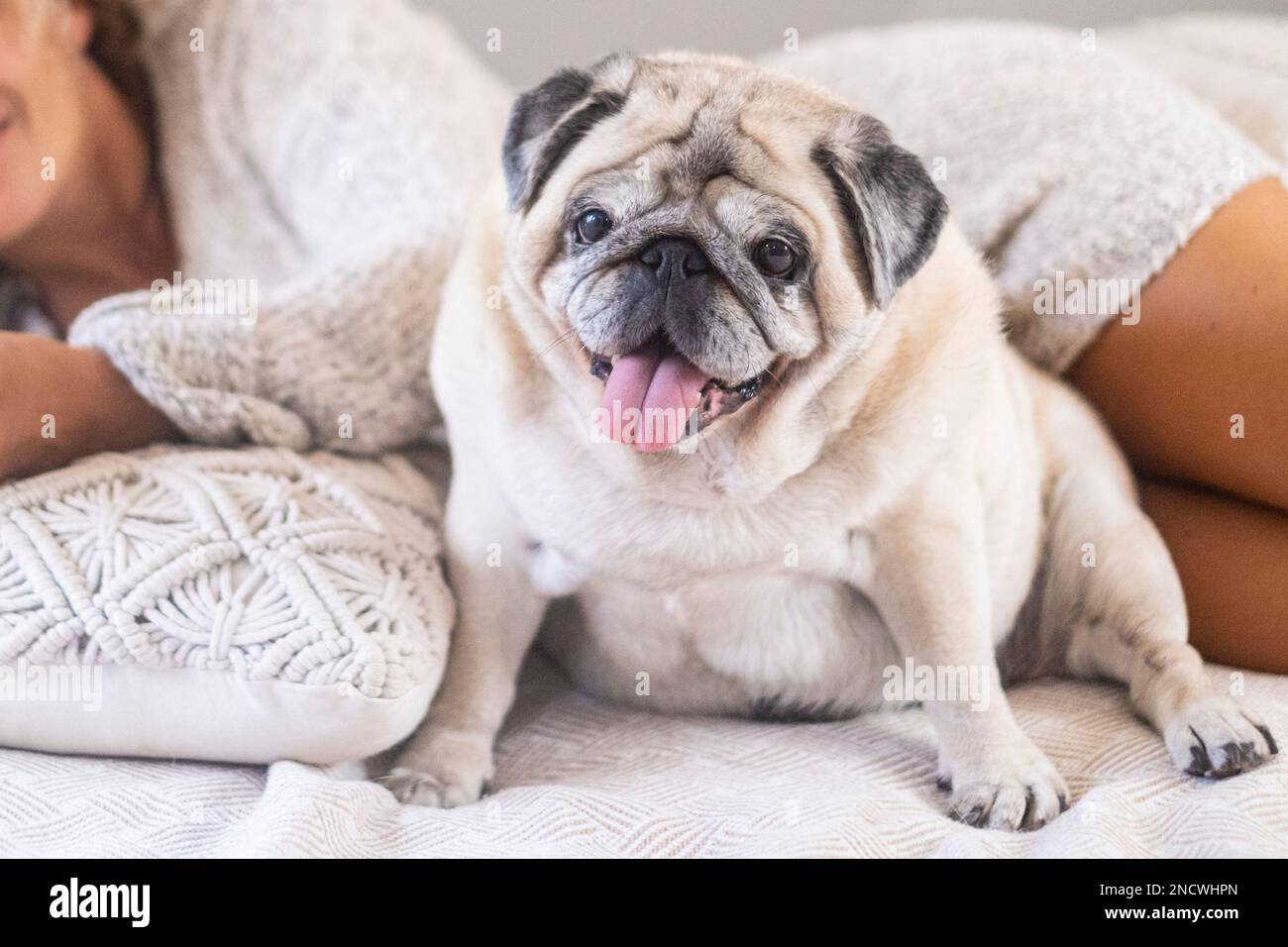 Portrait drôle de chien avec son propriétaire à backgorund. Style de vie domestique avec propriété animale. Activités de loisirs en intérieur avec votre chiot. Bonne amitié. À Banque D'Images
