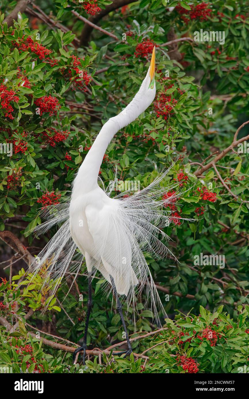Great White Egret - exposition masculine (Casmerodius albus) Venice Rookery, floride, États-Unis BI000193 Banque D'Images