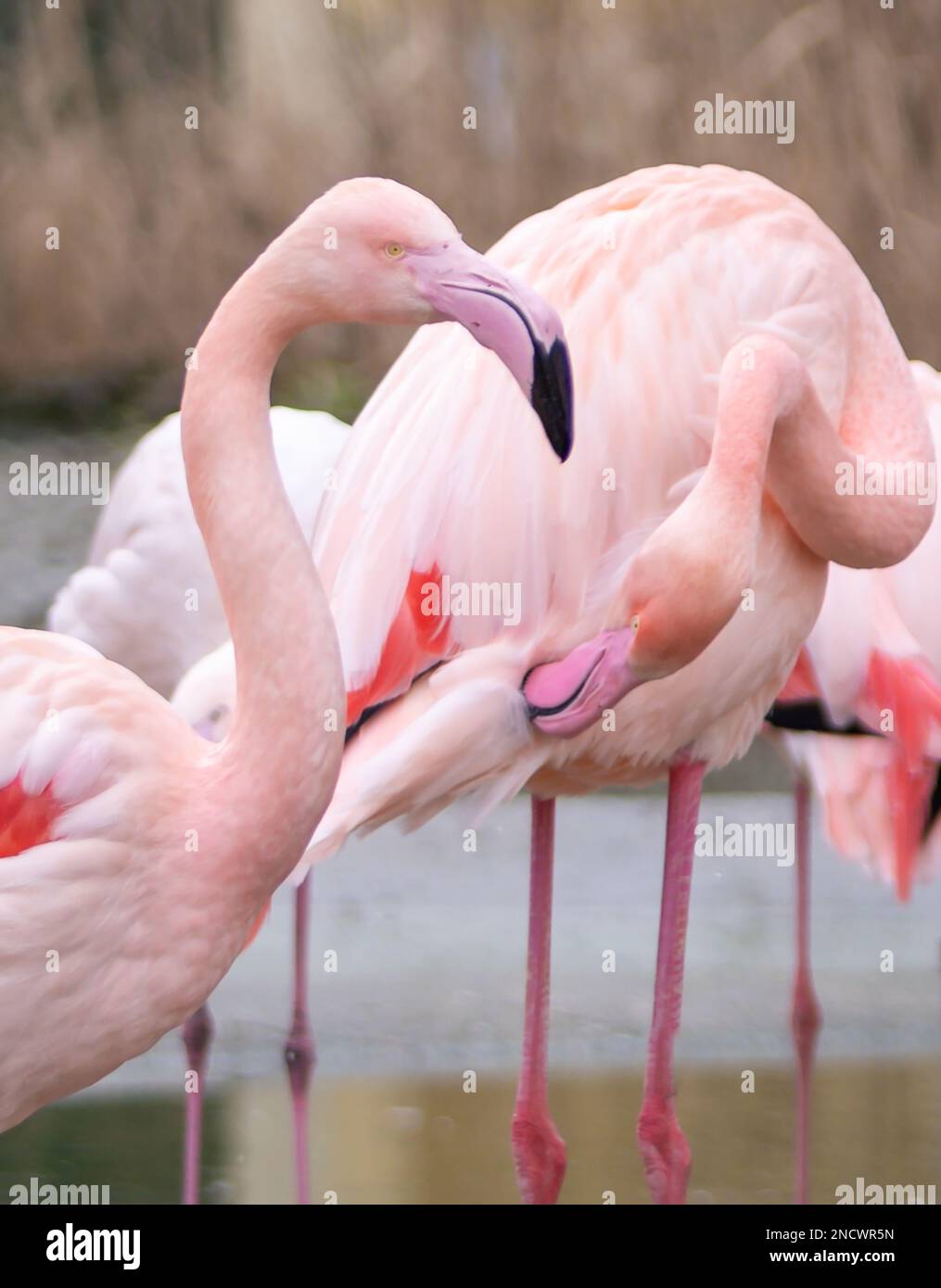 Troupeau de grands et beaux plus grands Flamingos (Phoenicopterus roseus) dans le parc. Banque D'Images