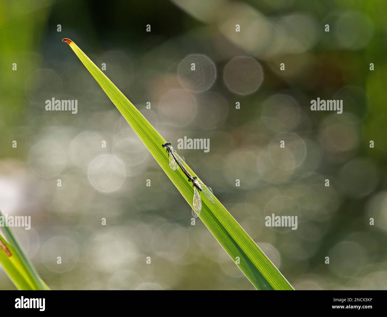 Damselfly à queue bleue - paire correspondante Ischnula elegans Essex, Royaume-Uni IN001378 Banque D'Images