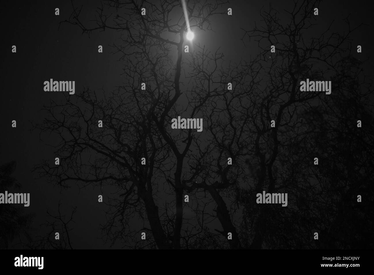 arbre effrayant dans la forêt la nuit Banque D'Images