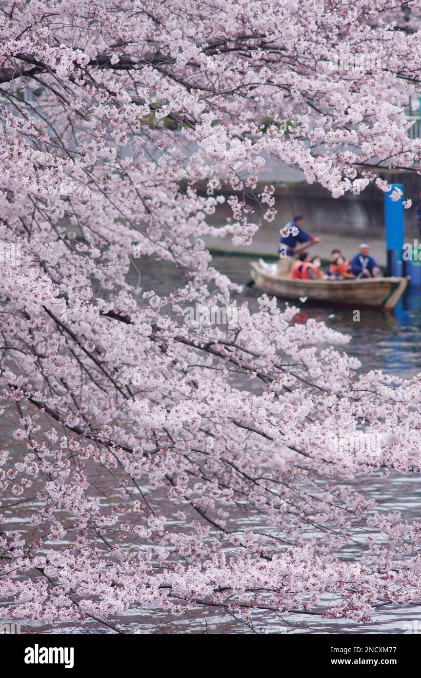 Floraison des Cerisiers au Japon Banque D'Images