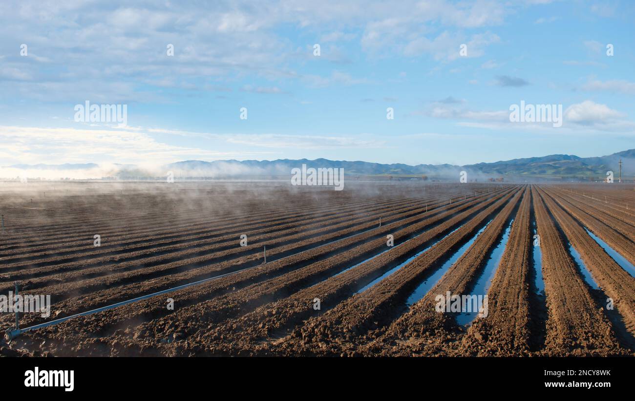 Brume sur un champ de jachère gorgé d'eau, Soledad, Monterey, Californie, États-Unis Banque D'Images Brume sur un champ de jachère gorgé d'eau, Soledad, Monterey, Californie, États-Unis Banque D'Images