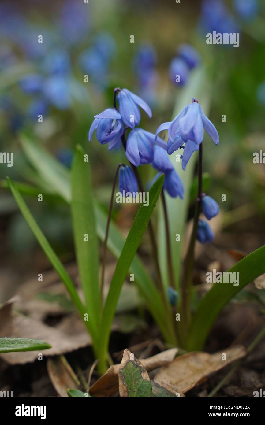 Blue scylla fleurit au début du printemps avec un arrière-plan légèrement non focalisé. Mise au point sélective Banque D'Images