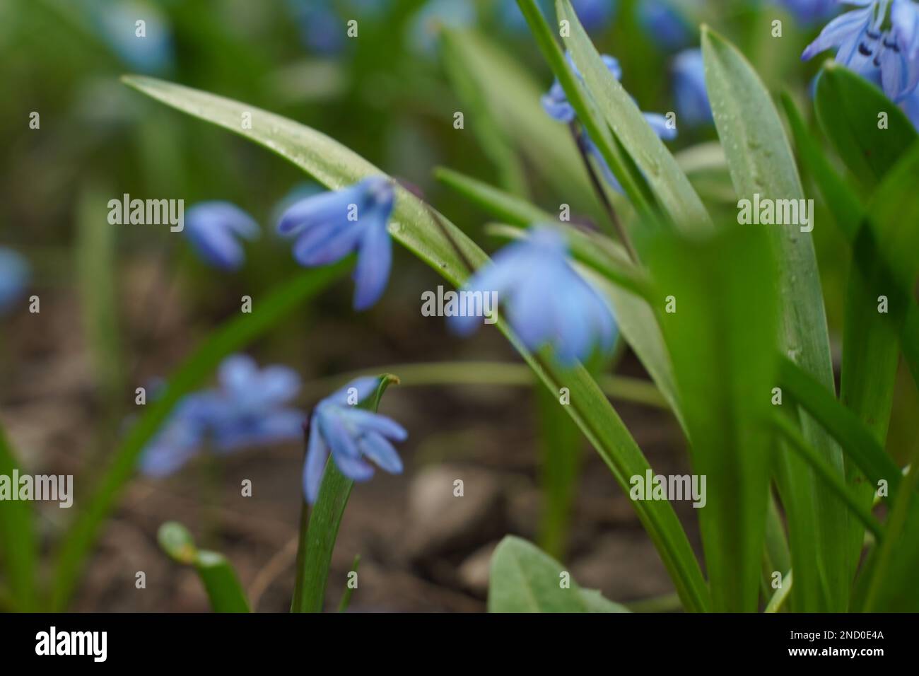 Blue scylla fleurit au début du printemps avec un arrière-plan légèrement non focalisé. Mise au point sélective Banque D'Images