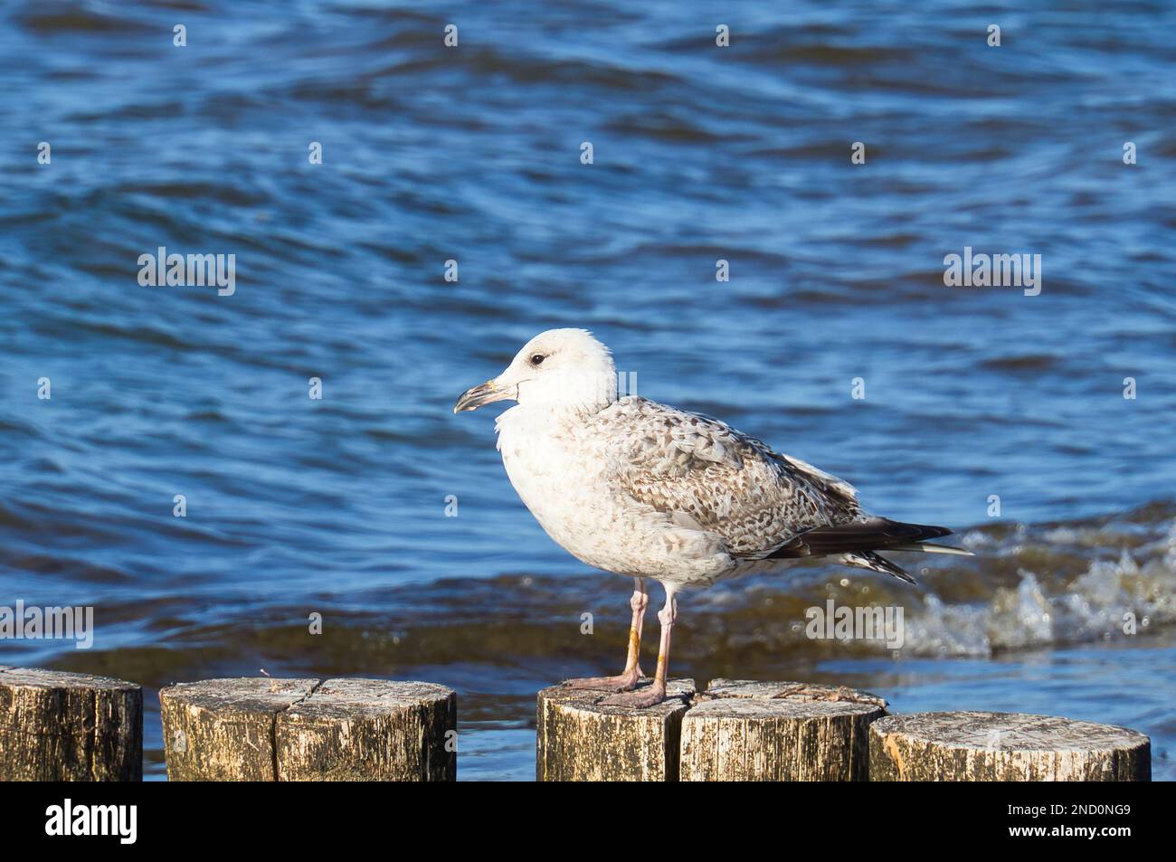 seagull se tient sur une groyne qui se jette dans la mer Baltique. L'oiseau donne sur le coucher du soleil. Le plumage en blanc et noir. Photo d'animal de Banque D'Images