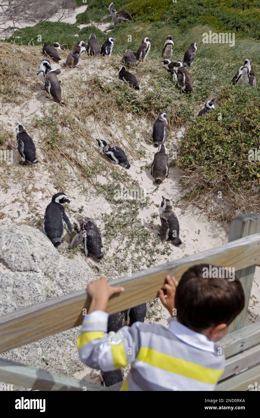 A child looks at Africa Penguins as they rest during cold weather on the outskirts of the city of Cape Town, South Africa, Saturday, Oct. 2, 2010. African Penguin Awareness Day is celebrated throughout the world zoos and aquariums by hosting educational and awareness activities. (AP Photo/Schalk van Zuydam) Banque D'Images