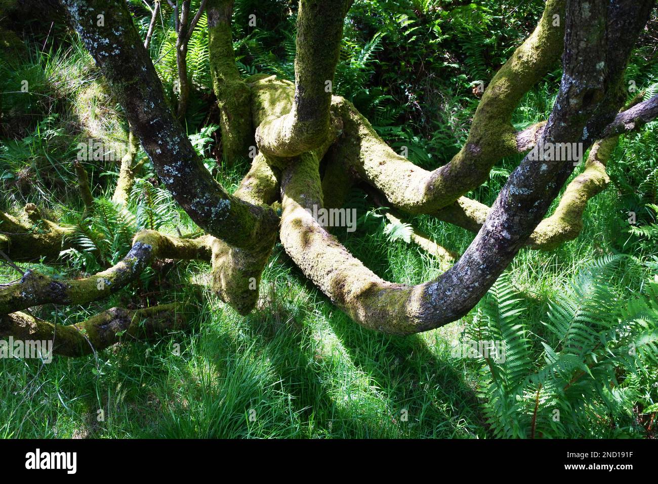 Gros plan d'un arbre à plusieurs tiges dans un bois anglais - John Gollop Banque D'Images